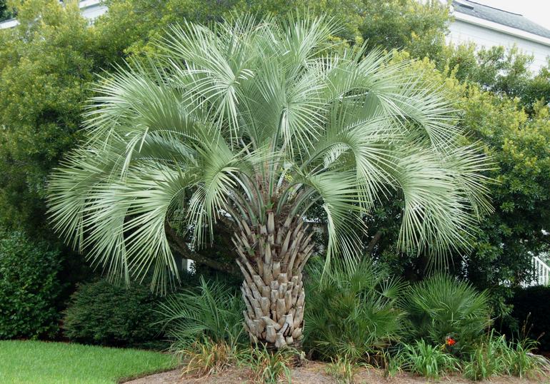 Бутия Капитата, Палма Пиндо или Желе палма - Pindo Palm Tree (Butia capitata)